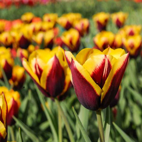 Bulbes à fleurs à planter à l'automne - Tulipe Triomphe Gavota (x8) - face recto